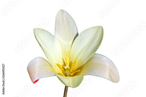 Fototapeta Naklejka Na Ścianę i Meble -  Tulip clusiana 'Tinka' a spring flowering bulb plant cut out and isolated on a white background