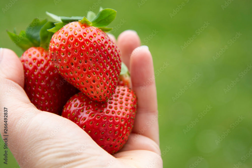 Obraz premium Strawberries in woman's hand over green garden background. Summer fresh berries. Copy space.