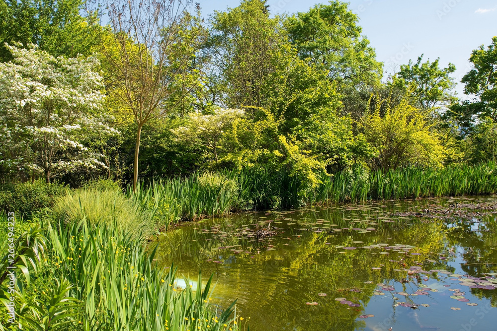 Fototapeta premium A pond in a park in the north eastern Friuli Venezia Giulia region of Italy in spring