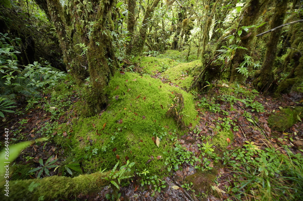 tree trunks and the ground covered with green moss in forest tree trunks and the ground covered with green moss in forest