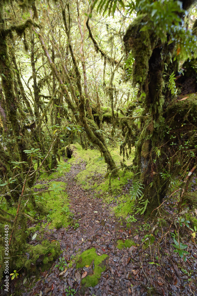 tree trunks and the ground covered with green moss in forest