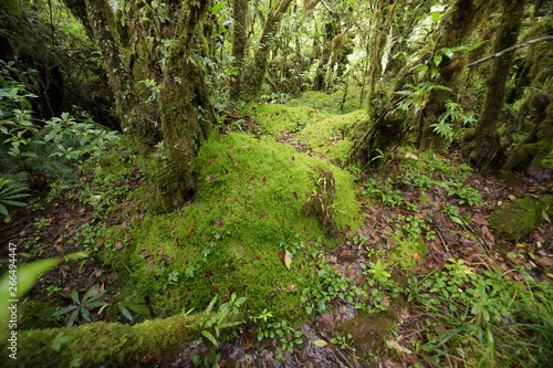 tree trunks and the ground covered with green moss in forest