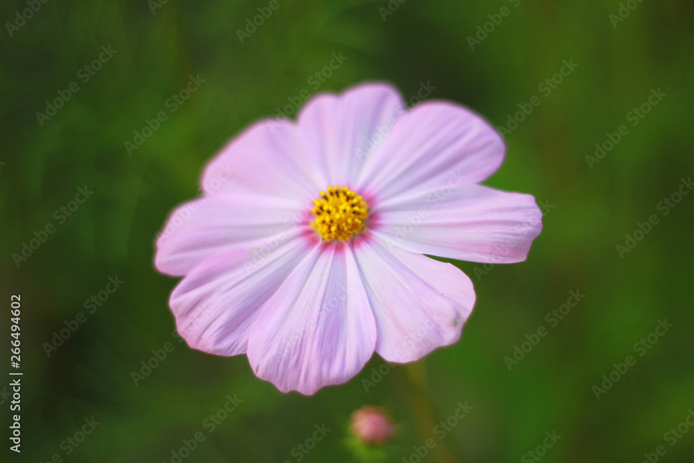 Closeup, Sweet pink cosmos flowers are blooming in the outdoor garden with blurred natural background, So beautiful. Closeup, Sweet pink cosmos flowers are blooming in the outdoor garden with blurred natural background, So beautiful.