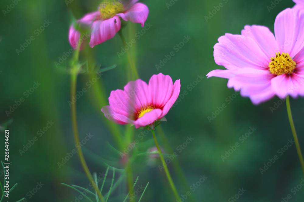 Sweet pink cosmos flowers are blooming in the outdoor garden with blurred natural background, So beautiful. Sweet pink cosmos flowers are blooming in the outdoor garden with blurred natural background, So beautiful.