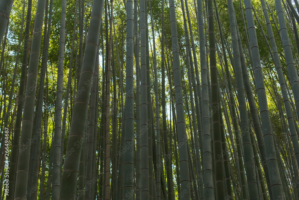 Raw backgrounds of bamboo stems in the Arashiyama Bamboo Grove in Kyoto Raw backgrounds of bamboo stems in the Arashiyama Bamboo Grove in Kyoto