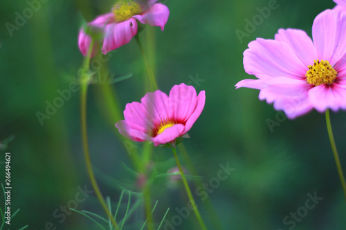 Sweet pink cosmos flowers are blooming in the outdoor garden with blurred natural background, So beautiful.