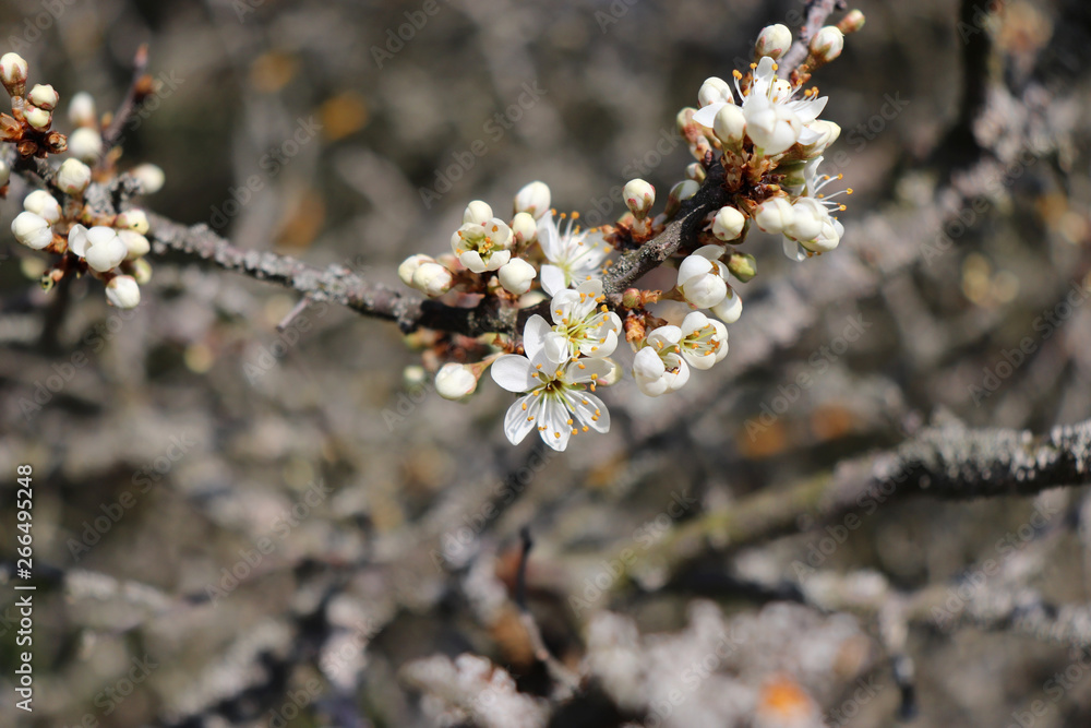 Flowering branch of Prunus spinosa or blackthorn or sloe.Prunus spinosa is a large deciduous shrub or small tree growing to 5 metres tall, with blackish bark and dense, stiff, spiny branches.