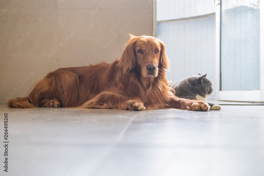 British shorthair and golden retriever, indoor shot