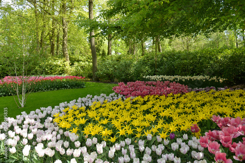 Fototapeta Naklejka Na Ścianę i Meble -  Flowers in Keukenhof gardens.