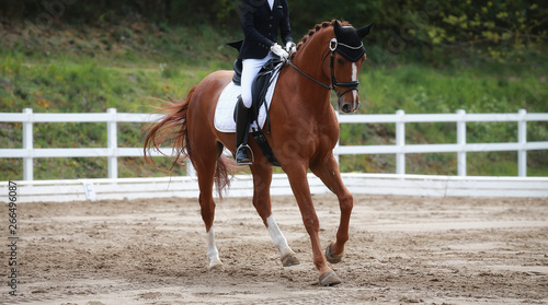 Dressage horse with rider during a gallop lesson in a dressage tournament..