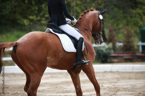 Dressage horse with rider in close-up during a lesson in a dressage tournament.. © RD-Fotografie