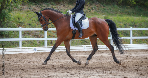 Dressage horse with rider during a trot reinforcement in a dressage tournament..