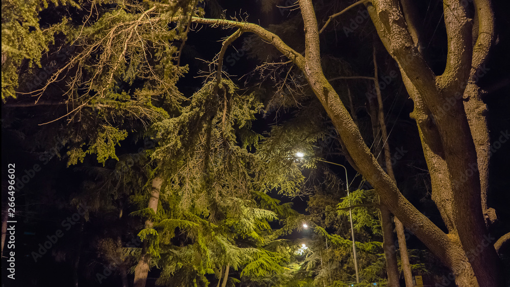 Trees in the park at night. Spring