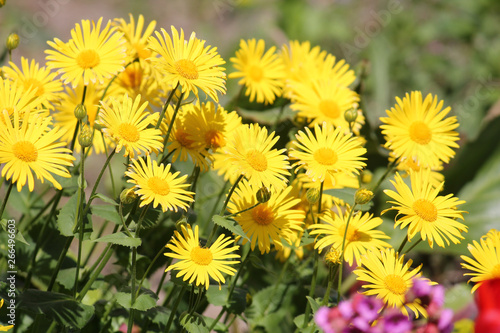 Yellow flowers of Leopard's Bane (Doronicum orientale) in garden. General view of a group of flowering plants