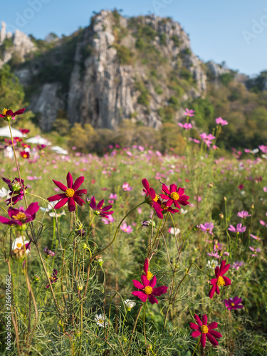 Cosmos flower in natural field © Photogrape