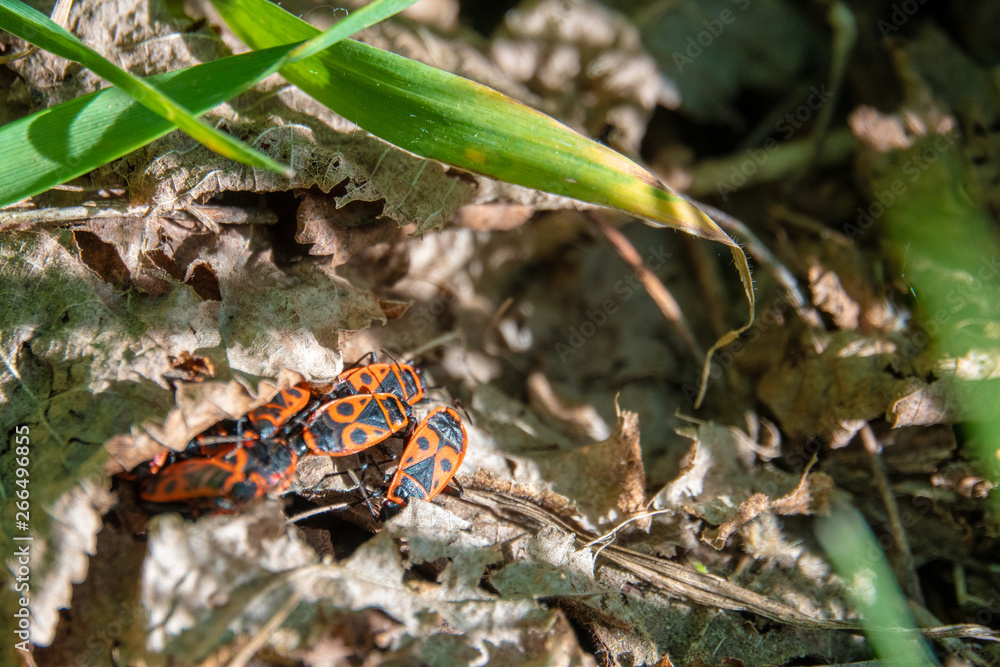 some fire bugs hide in the grass under foliage some fire bugs hide in the grass under foliage