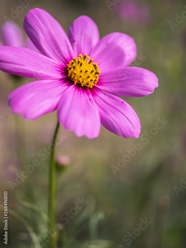 Pink Cosmos flower