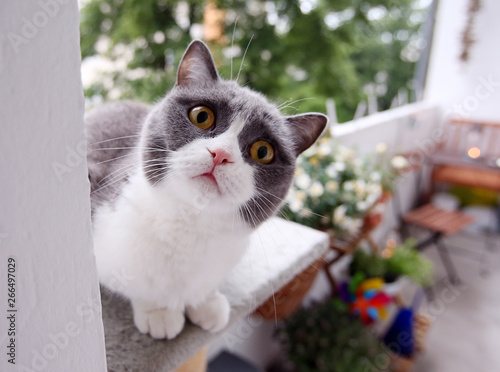 Ein süße Katze der Rasse Britisch Kurzhaar schaut hungrig mit ihren großen gelben Augen in die Kamera photo