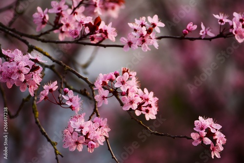 Flowering Pink Tree Apple Cherry Dream Blüte Deko