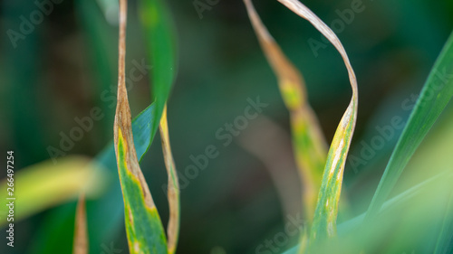 Wheat shoots with septoria. Crop loss due to plant diseases