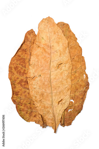 dry leaf tobacco closeup on the white background