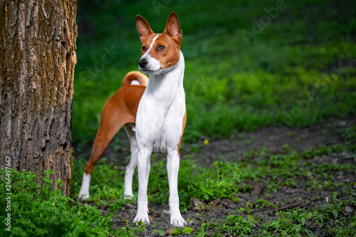 Portrait of a red basenji standing between the trees in a summer forest on the Sunset. Basenji Kongo Terrier Dog.