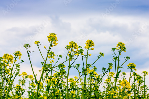 Yellow rape flowers against a blue sky with clouds. Cultivation of canola_