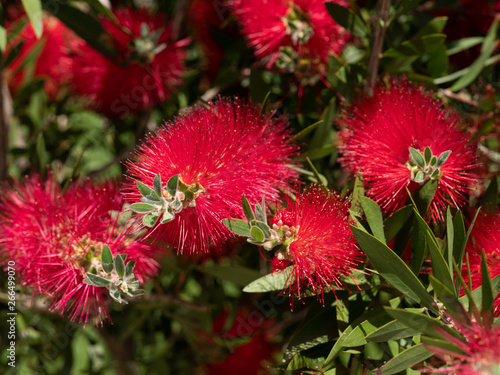 Callistemon citrinus plant with green and red leaves citrius photo