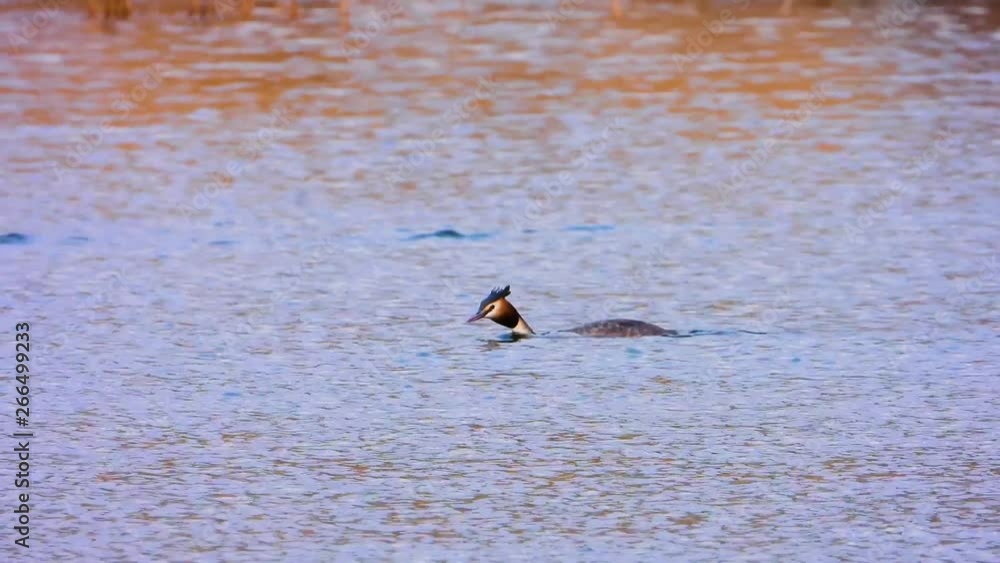 Great Crested Grebe swimming on the waves Great Crested Grebe swimming on the waves