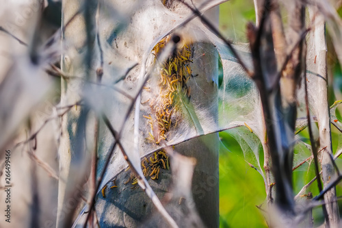  Eichen-Prozessionsspinner bauen ihre Nester an Zweigen und Ästen photo
