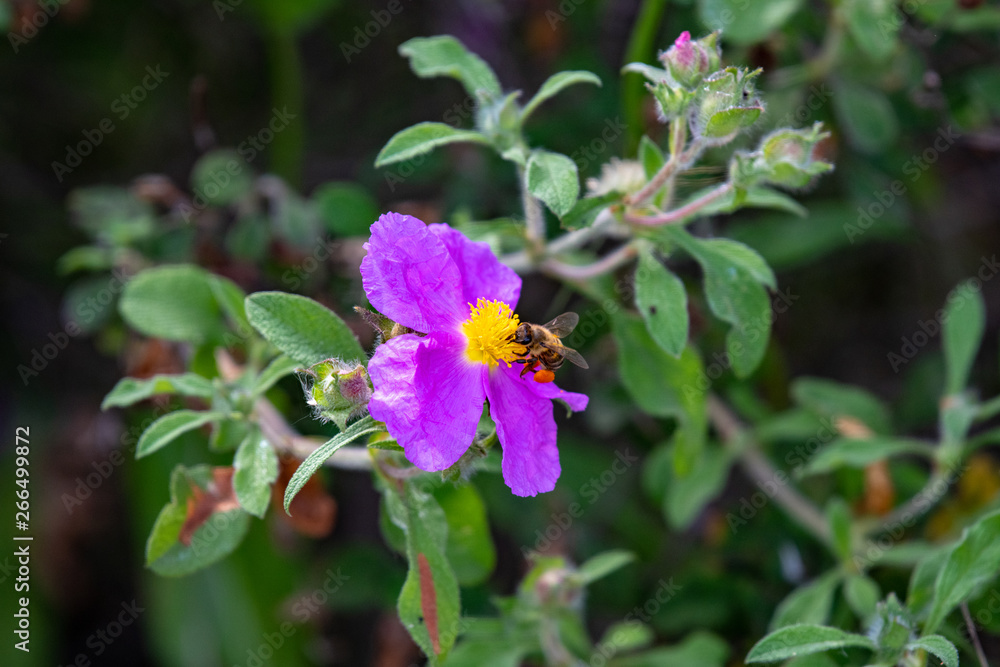 Flower of a purple rock rose (Cistus creticus) Flower of a purple rock rose (Cistus creticus)