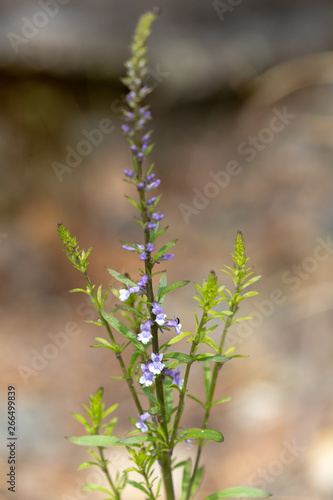 Macrophotographie de fleur sauvage - Anarrhinum bellidifolium photo