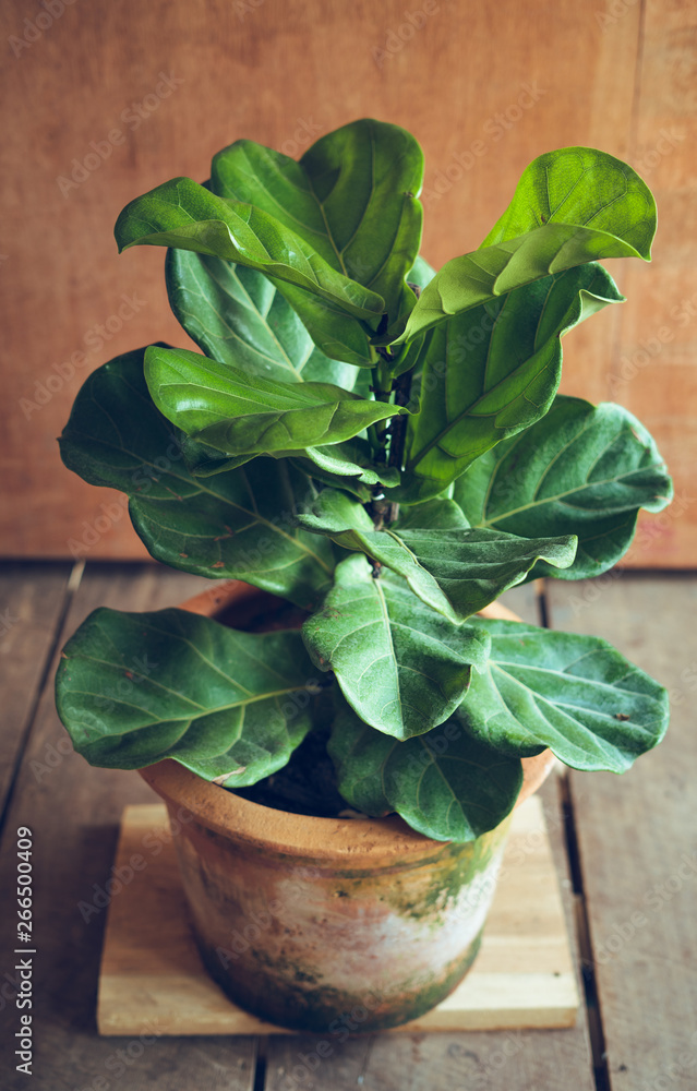 Ficus lyrata In pots,Tree in the house Ficus lyrata Ficus lyrata In pots,Tree in the house Ficus lyrata