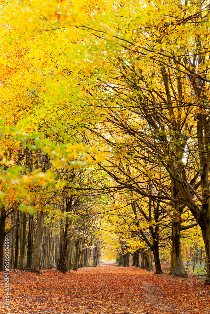 Avenue of autumn trees with golden leaves Avenue of autumn trees with golden leaves