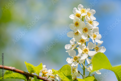 blooming white lilac at springtime