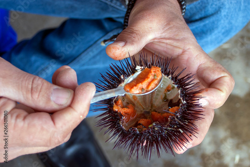 a man is eating fresh sea urchin with spoon