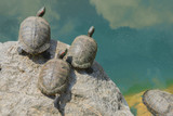 Three water turtles on a rock in a pond