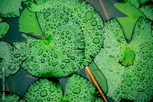 Canvastavla Group of Lily Pads