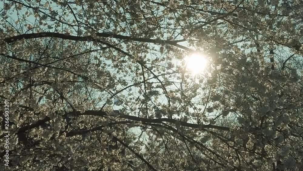 Slow motion shot through swaying cherry blossoms while early morning sun shines in the background. Slow motion shot through swaying cherry blossoms while early morning sun shines in the background.