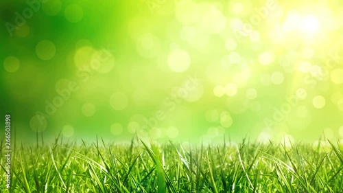 Sunny background with Natural branch with green leaves and green grasses in the lawn on the forest. Spring, Summer nice landscape with sunlights. Looped 4K motion graphic.