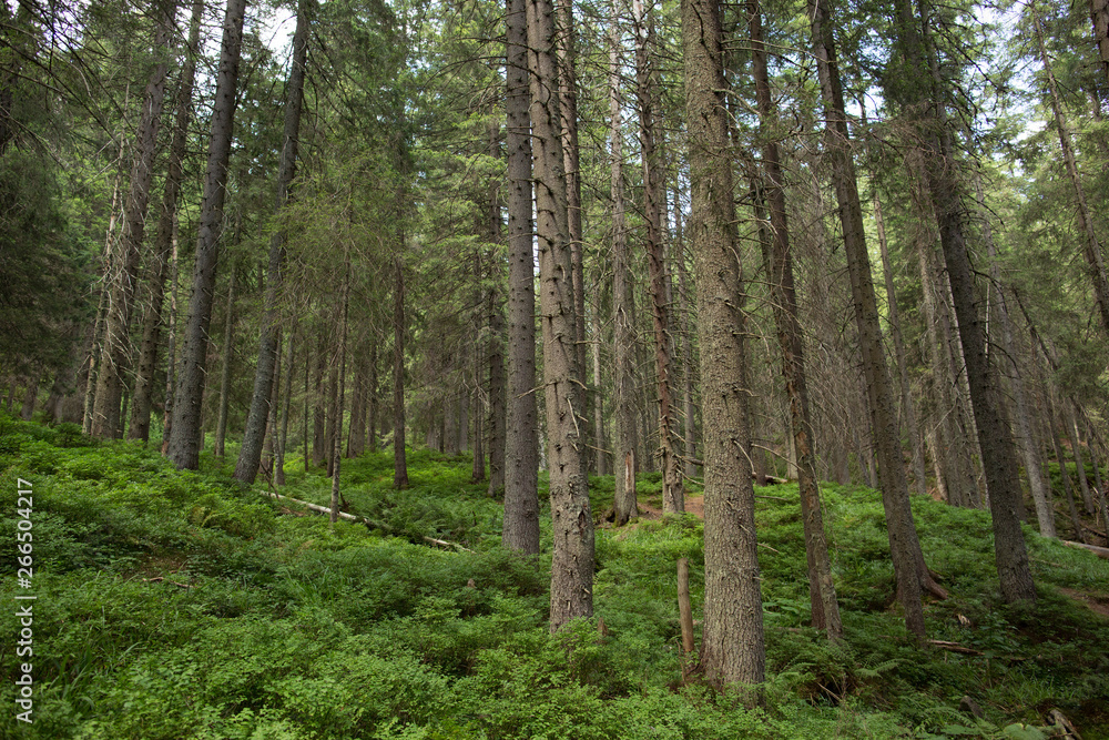 Fototapeta premium green pine forest