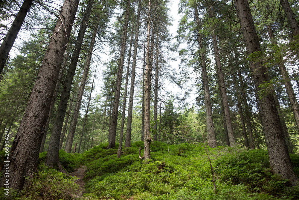 Fototapeta premium path in the mountain forest