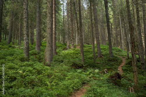 path in the mountain pine forest © Yevhenii Kukulka