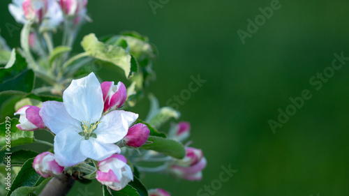 blossom apple tree background With shallow depth of field and space for text