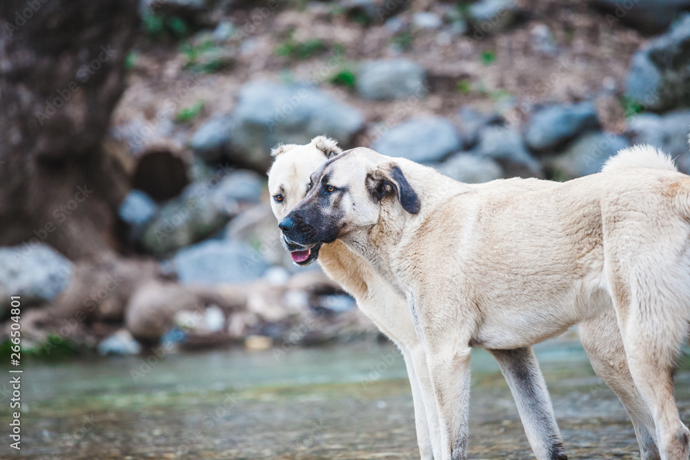 Obraz premium Two Caucasian Shepherd Dogs Close Up.