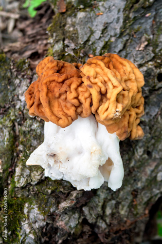 Gyromitra esculenta mushroom in spring forest