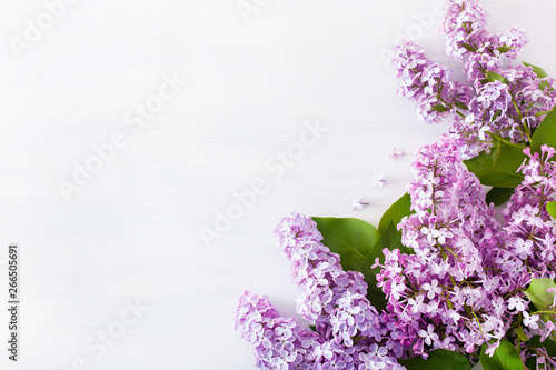 beautiful lilac flowers on white background