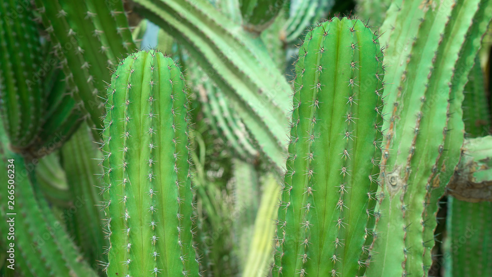 Cactus green planted in a botanical garden. Cactus green planted in a botanical garden.