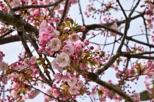 cherry blossoms blooming in spring