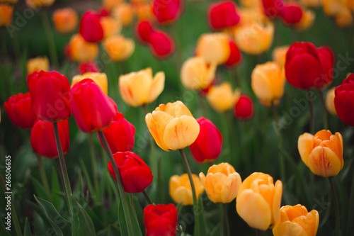 Close-up of multicolored yellow and red tulips flowers in the park